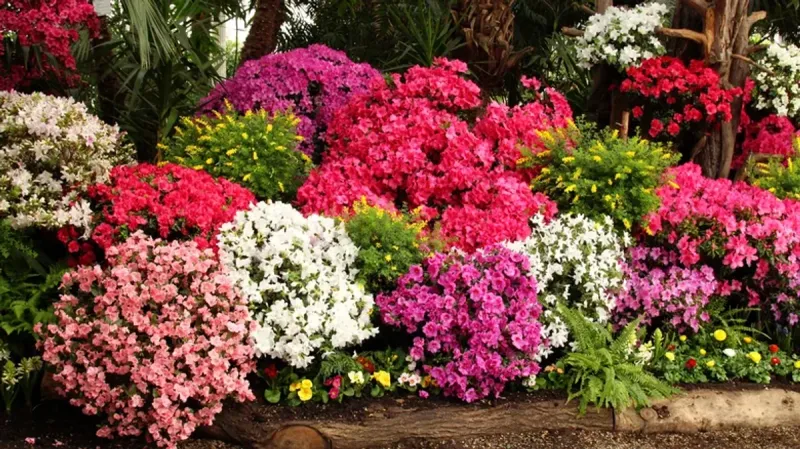Beneficial Azalea Companions