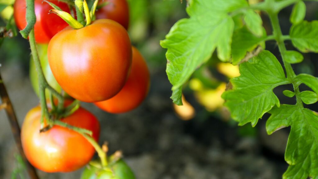 tomato