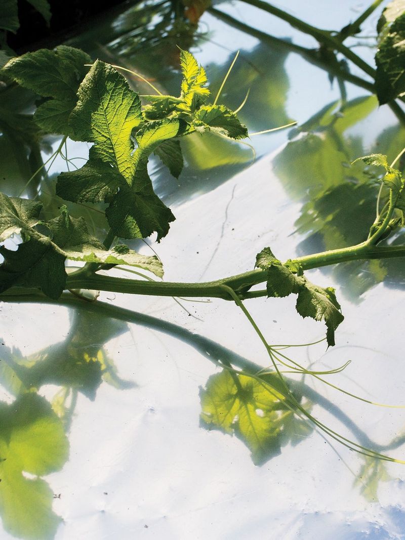 Aluminum Foil Mulch Repels Aphids