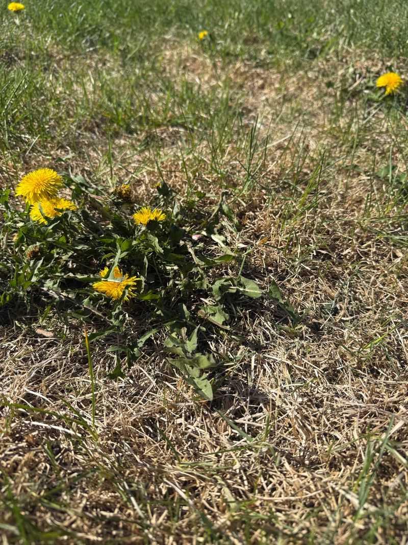 Overwatering Symptoms