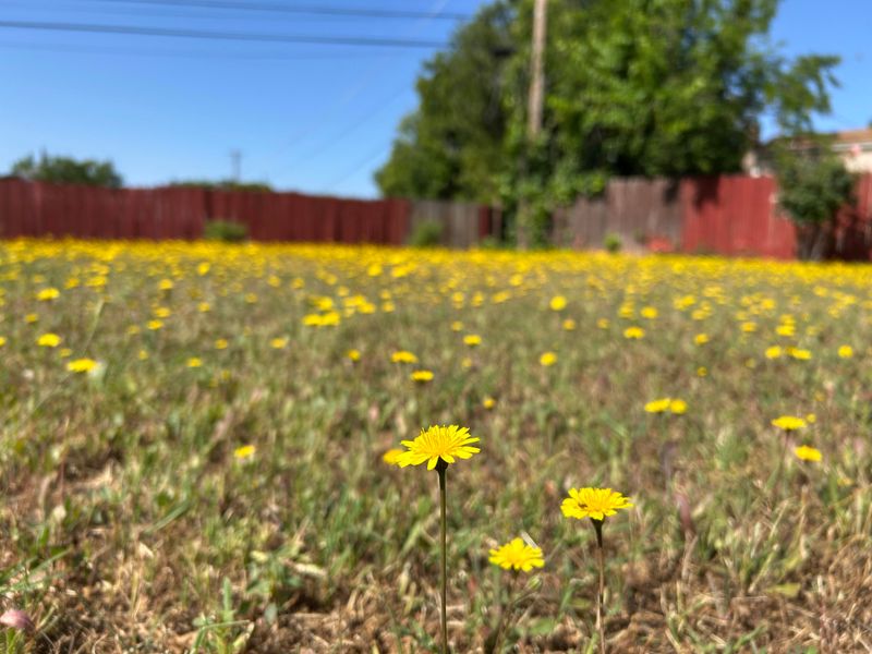 Thin Grass Coverage