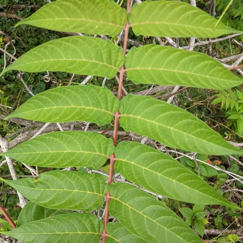 Tree of Heaven: The Stinky Imposter