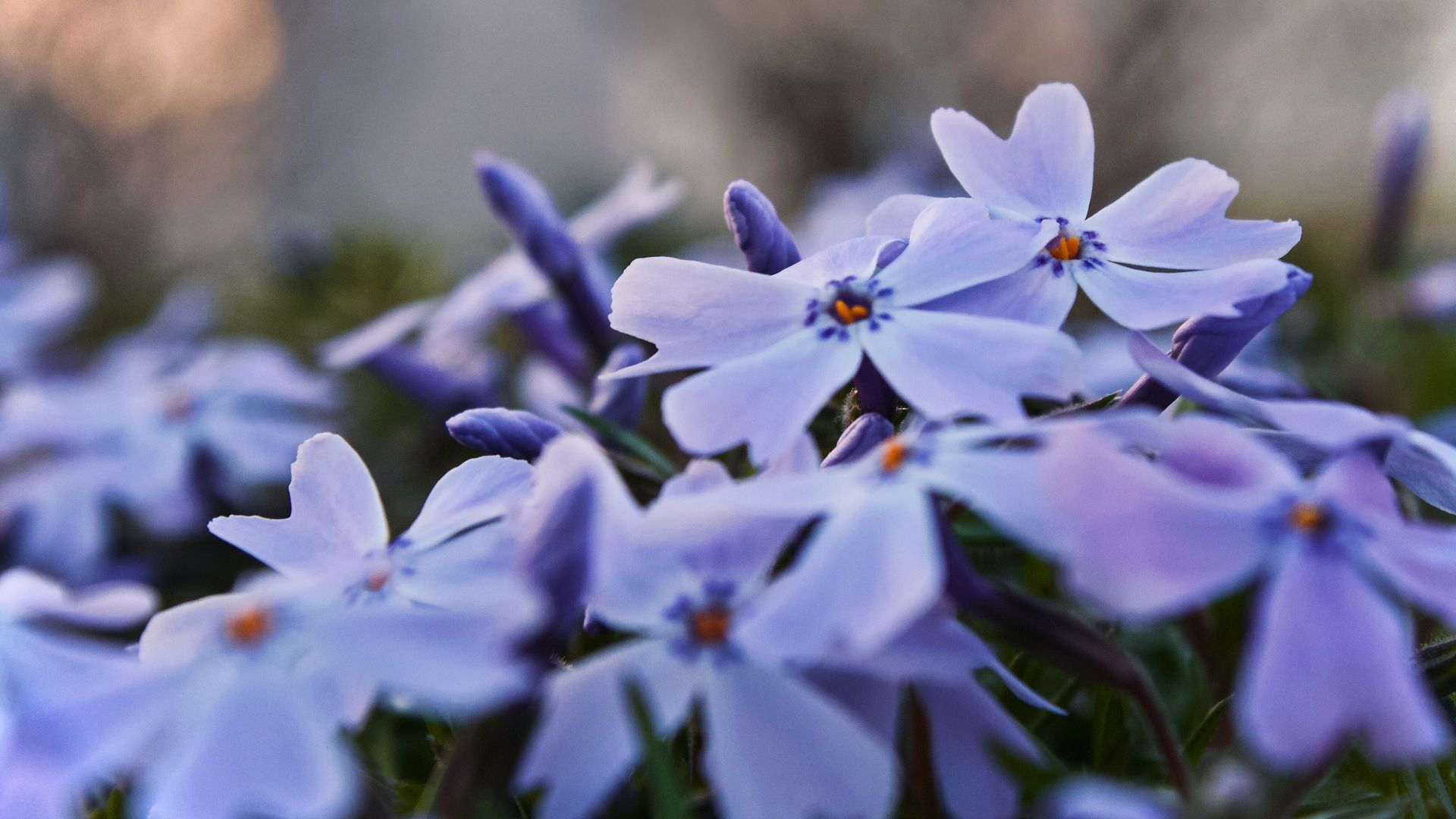 The 22 Best Flowering Ground Covers For Shady Spots Under Trees