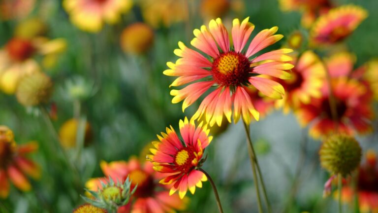 blanket flower