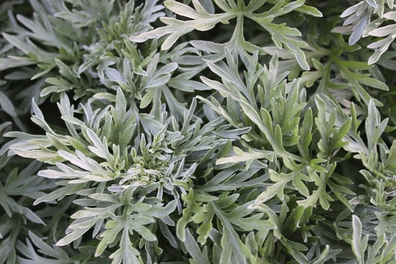 Wormwood