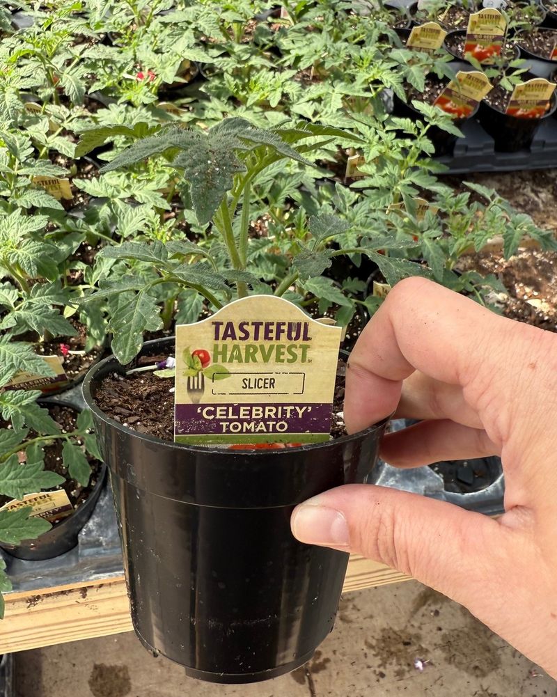 Celebrity: The Award-Winning All-Purpose Tomato