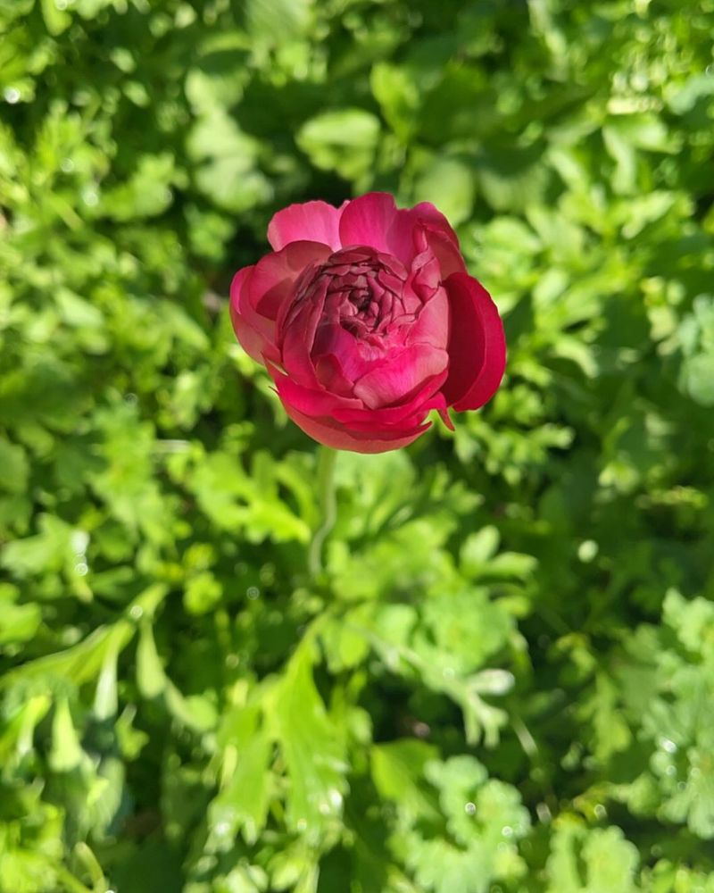 Remarkable Ranunculus