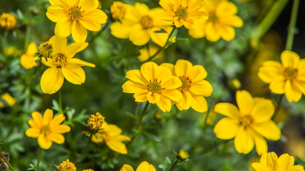 Bidens