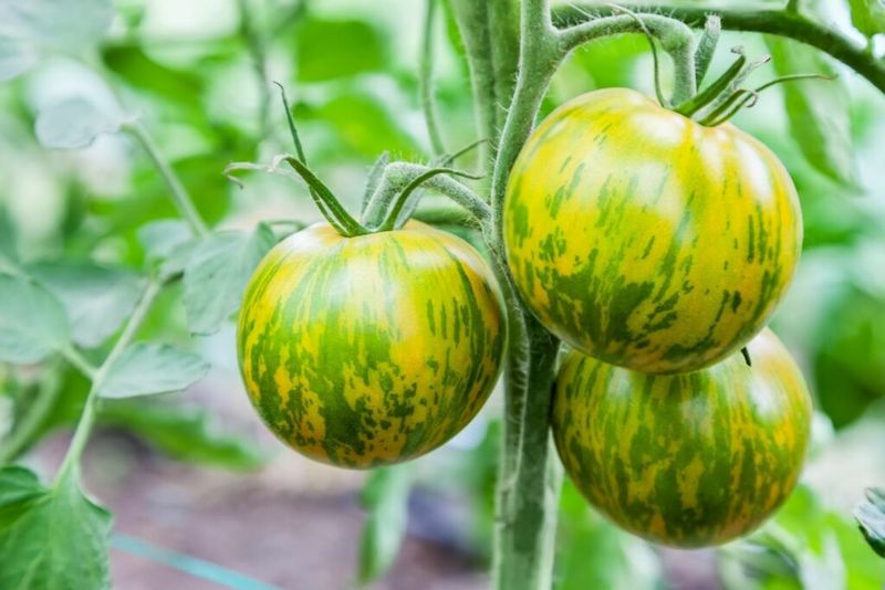 Green Zebra: The Beginner-Friendly Oddball