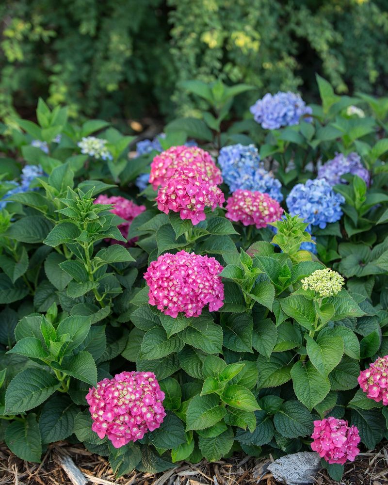 Endless Summer Hydrangea