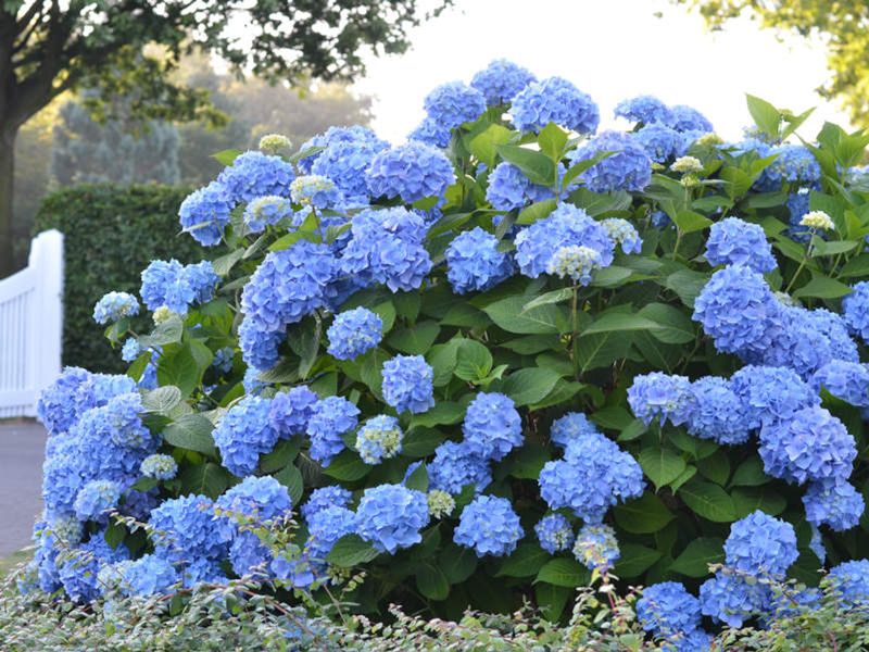 Reblooming Varieties Changed Everything