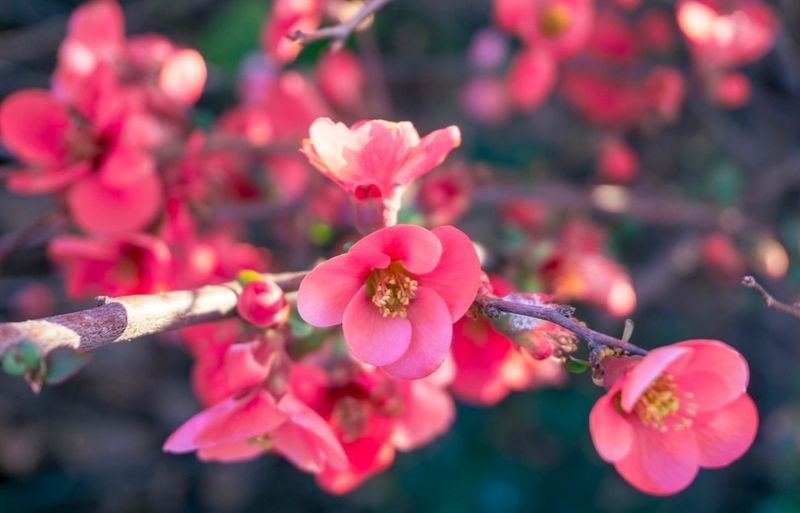 Flowering Quince