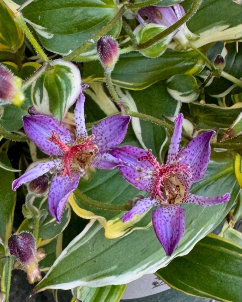 Toad Lily (Tricyrtis)