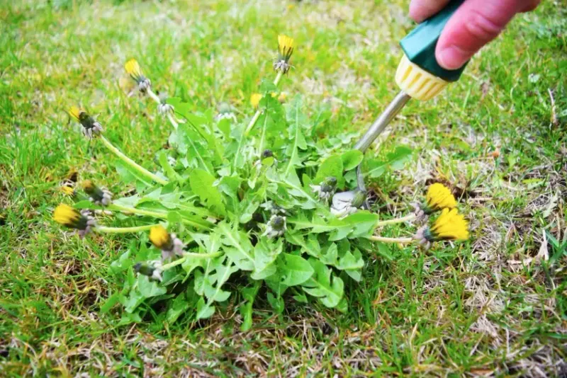 Dandelion: The Deceptive Invader