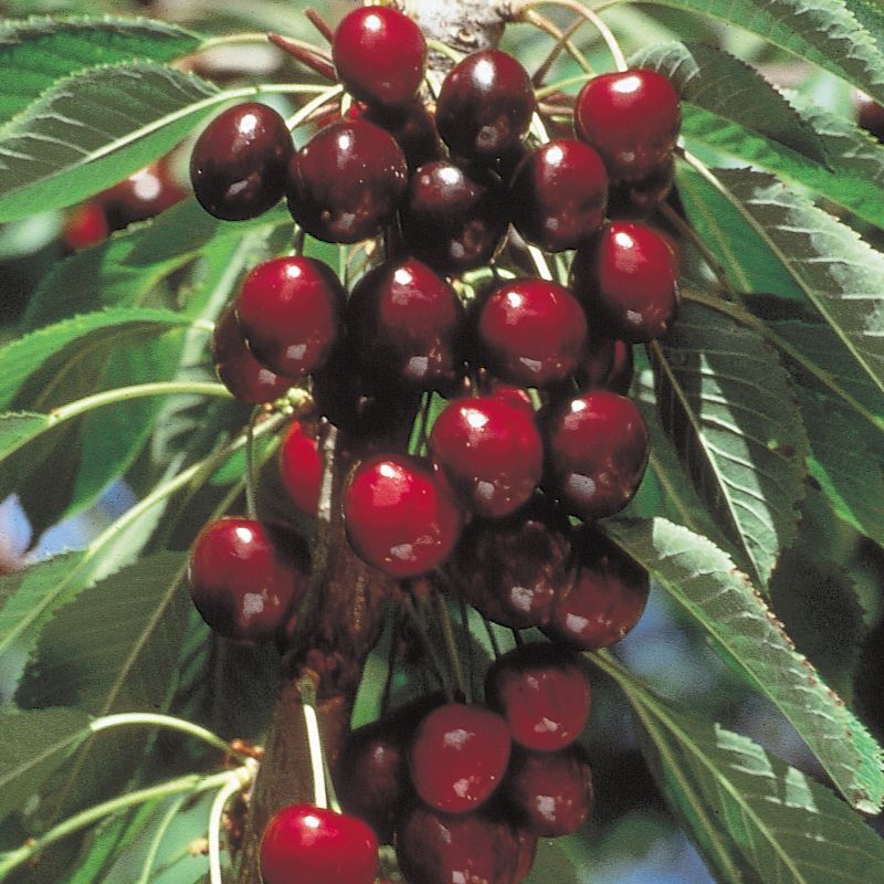 Stella Cherry