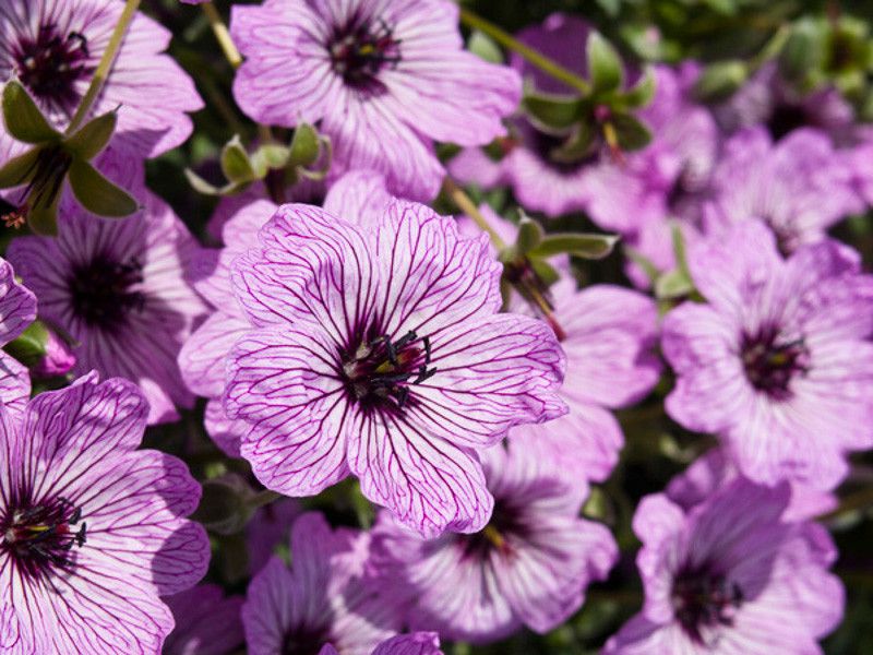 Ballerina Geranium
