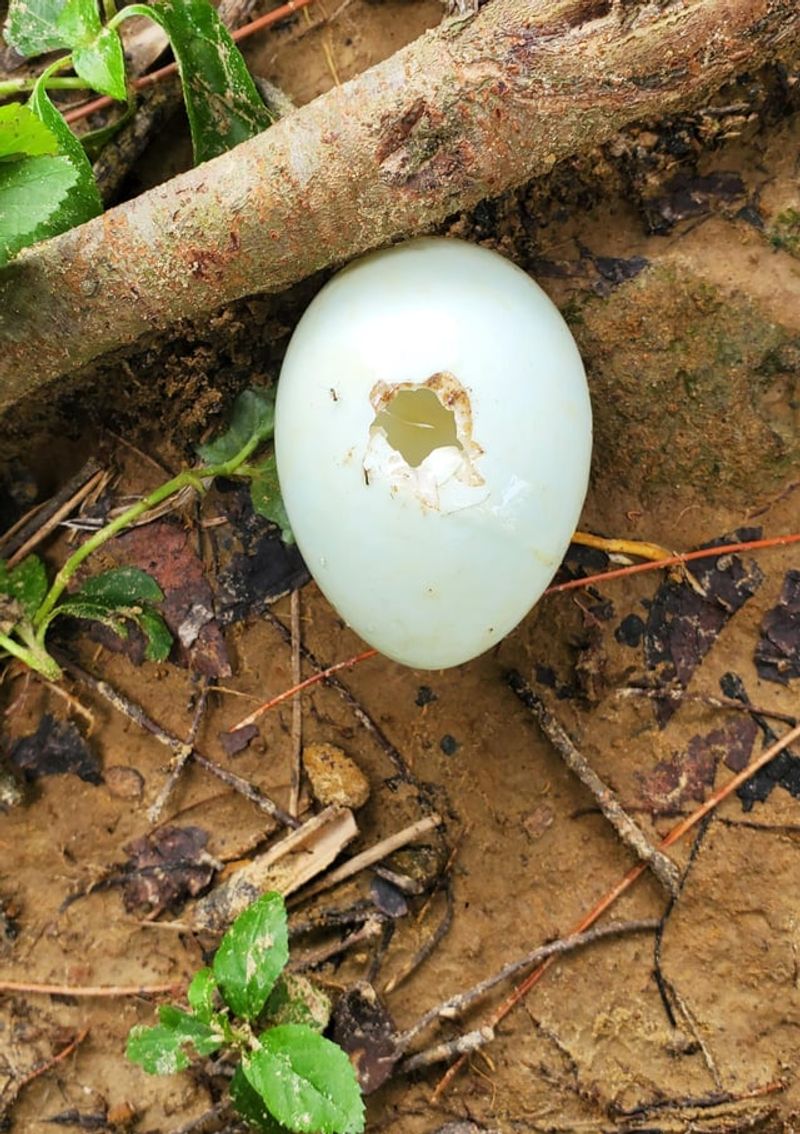 Eggs With Puncture Marks