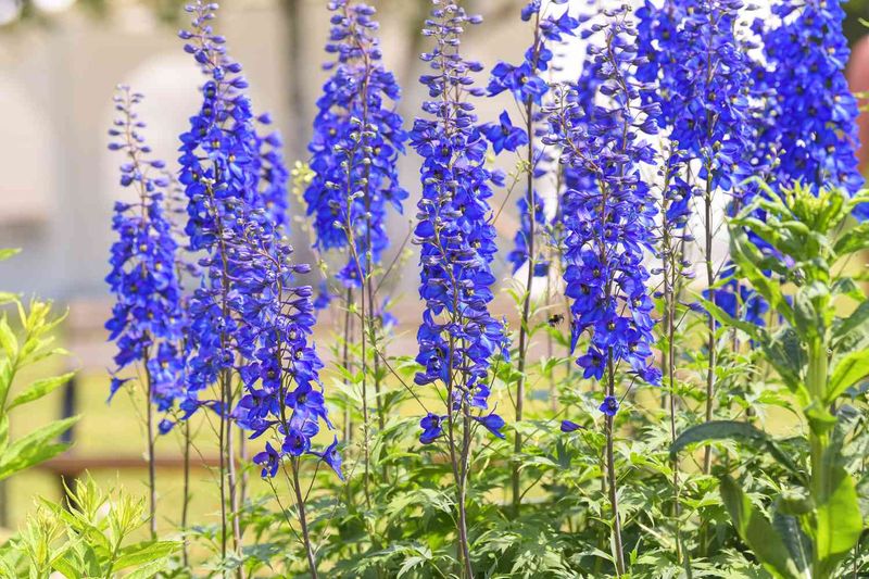Delphinium Towers