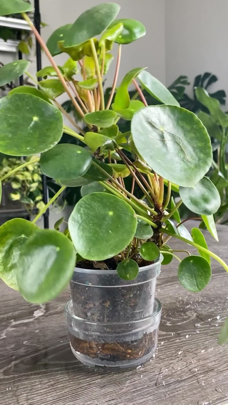 Chinese Money Plant
