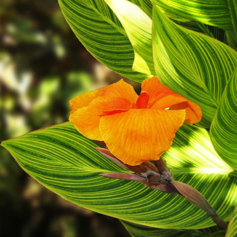 Canna Lily
