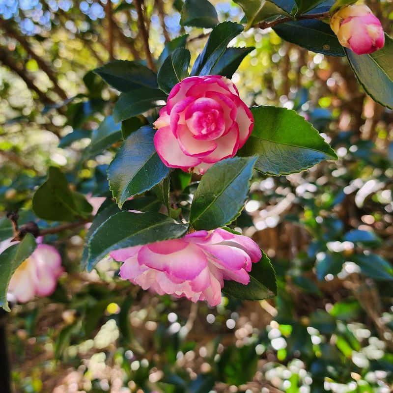 Camellias