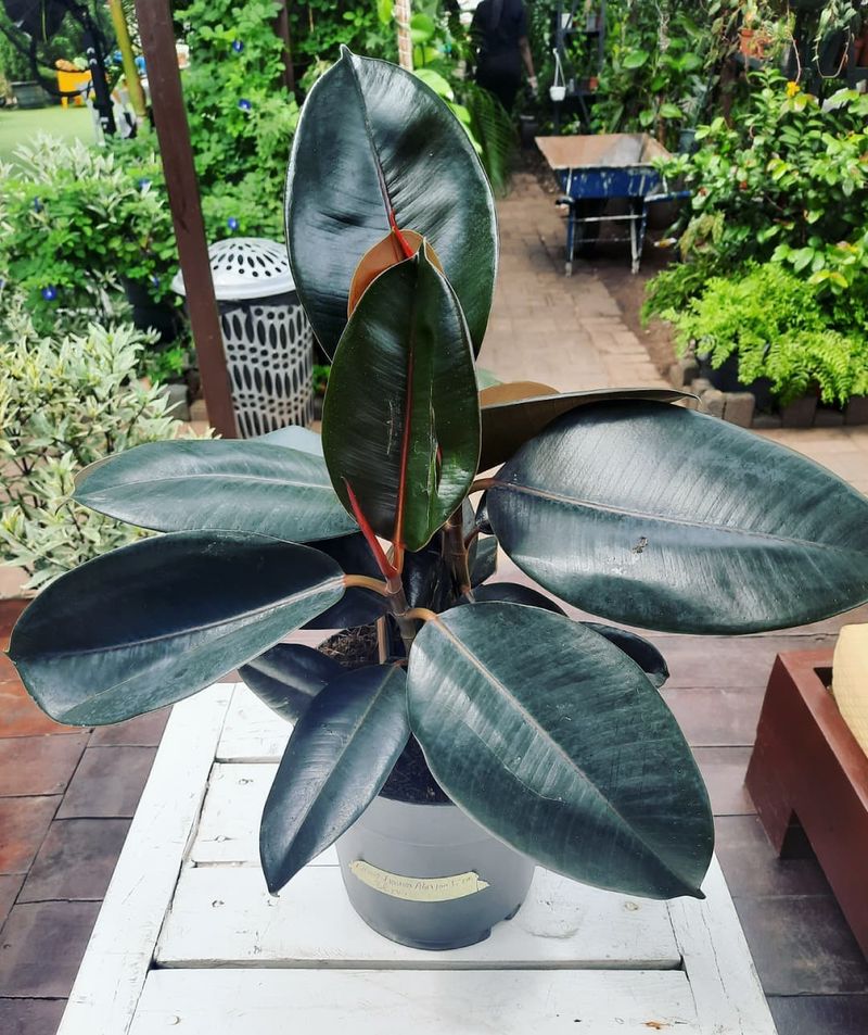 Rubber Plant