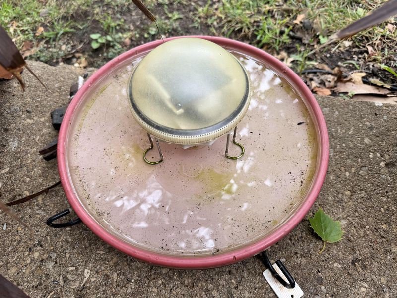 Algae Growth Accelerates