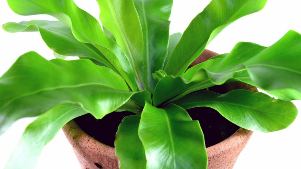 Bird’s Nest Fern