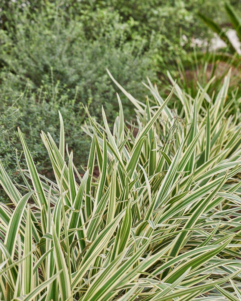 Ribbon Grass