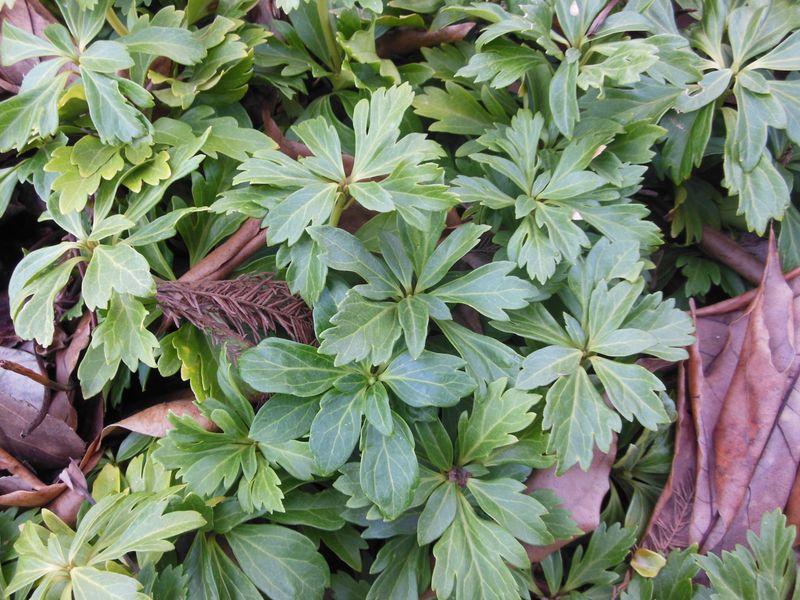 Japanese Pachysandra