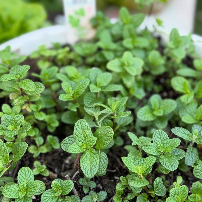 Mint: Delicious But Destructive