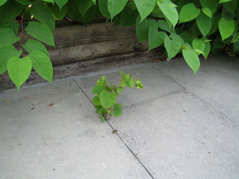 Japanese Knotweed
