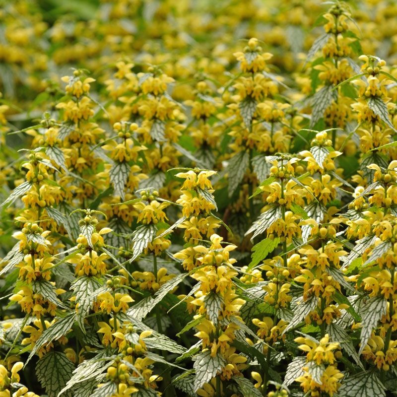 Yellow Archangel: Beauty Turned Beast