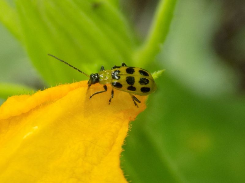 Pest Damage Stress