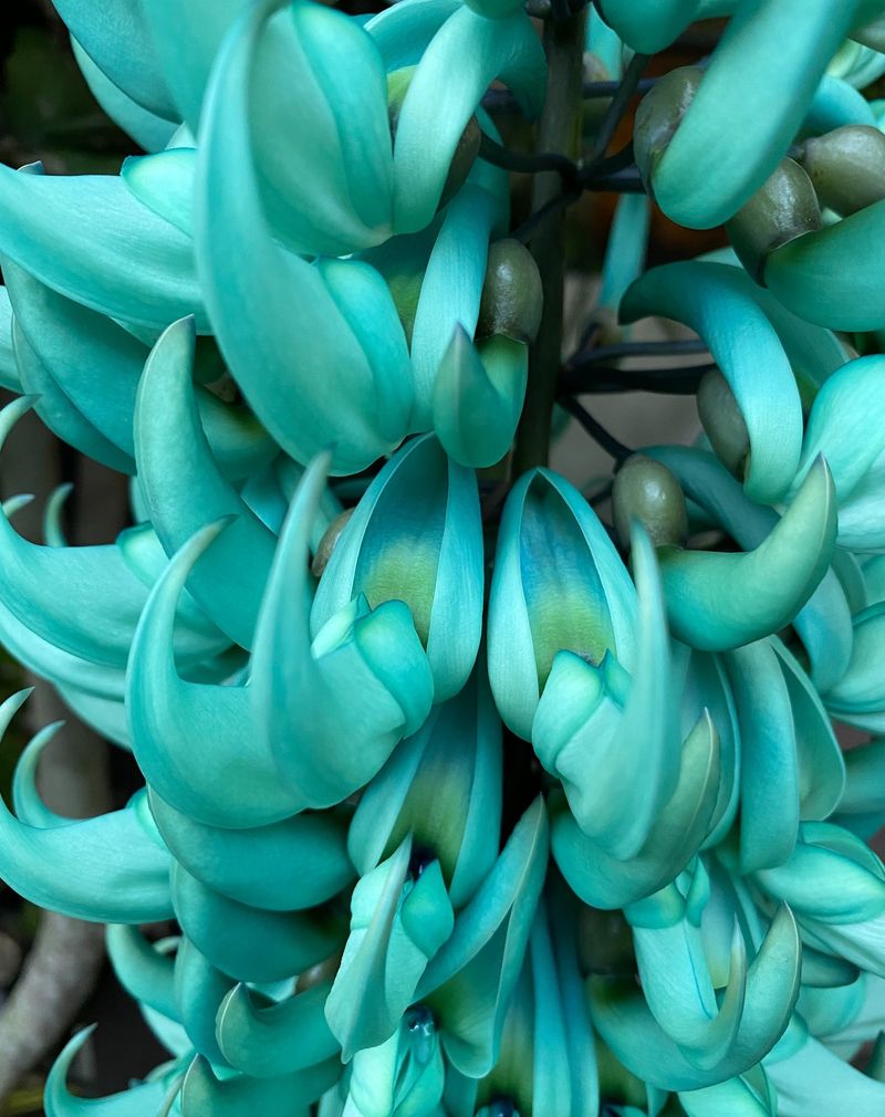 Jade Vine (Strongylodon macrobotrys)