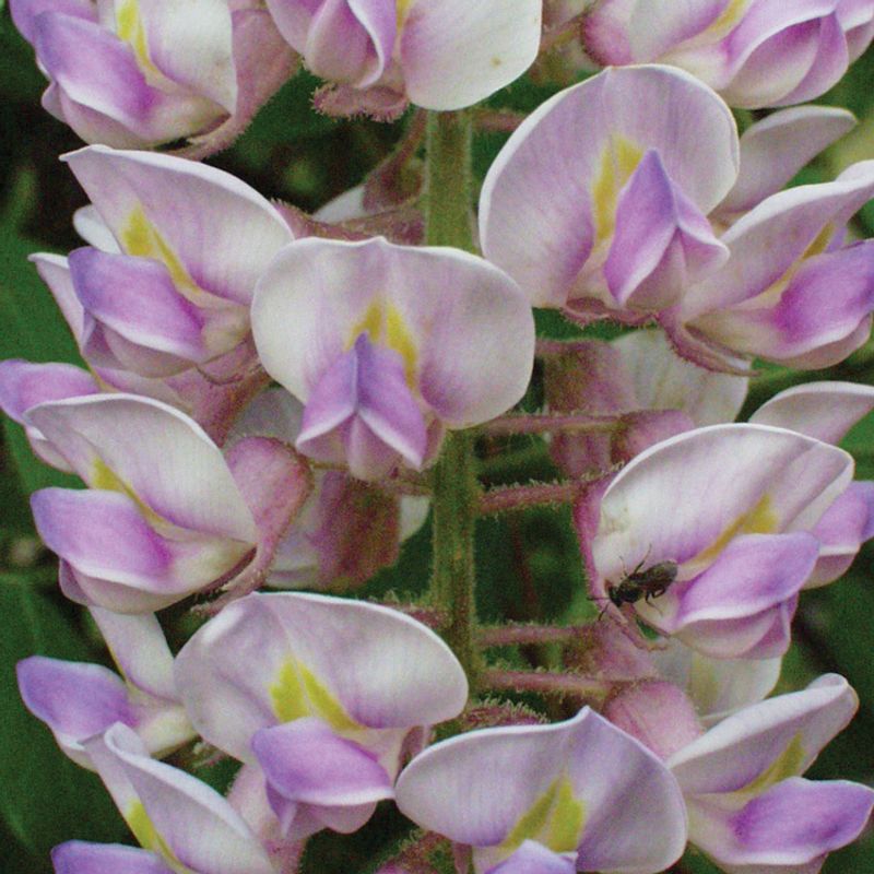 Texas Wisteria (Wisteria frutescens var. macrostachya)