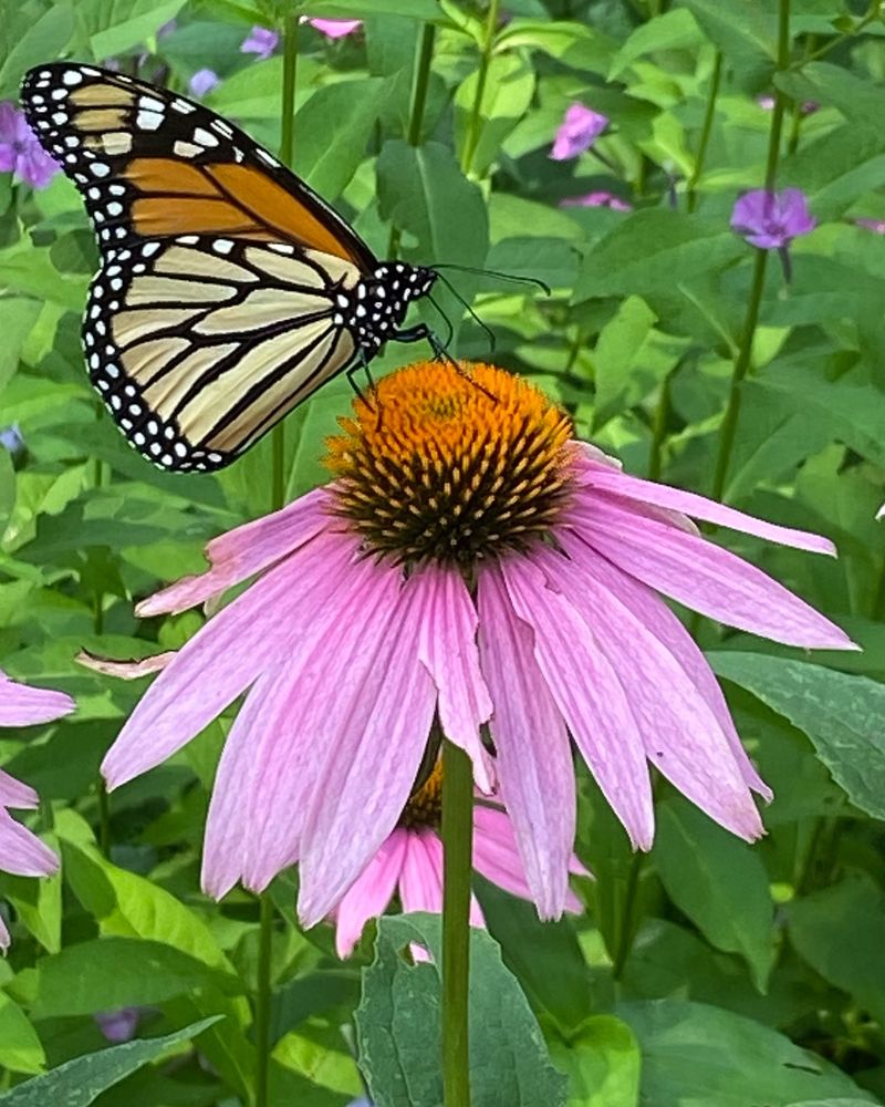 Coneflower – The Pollinator Magnet