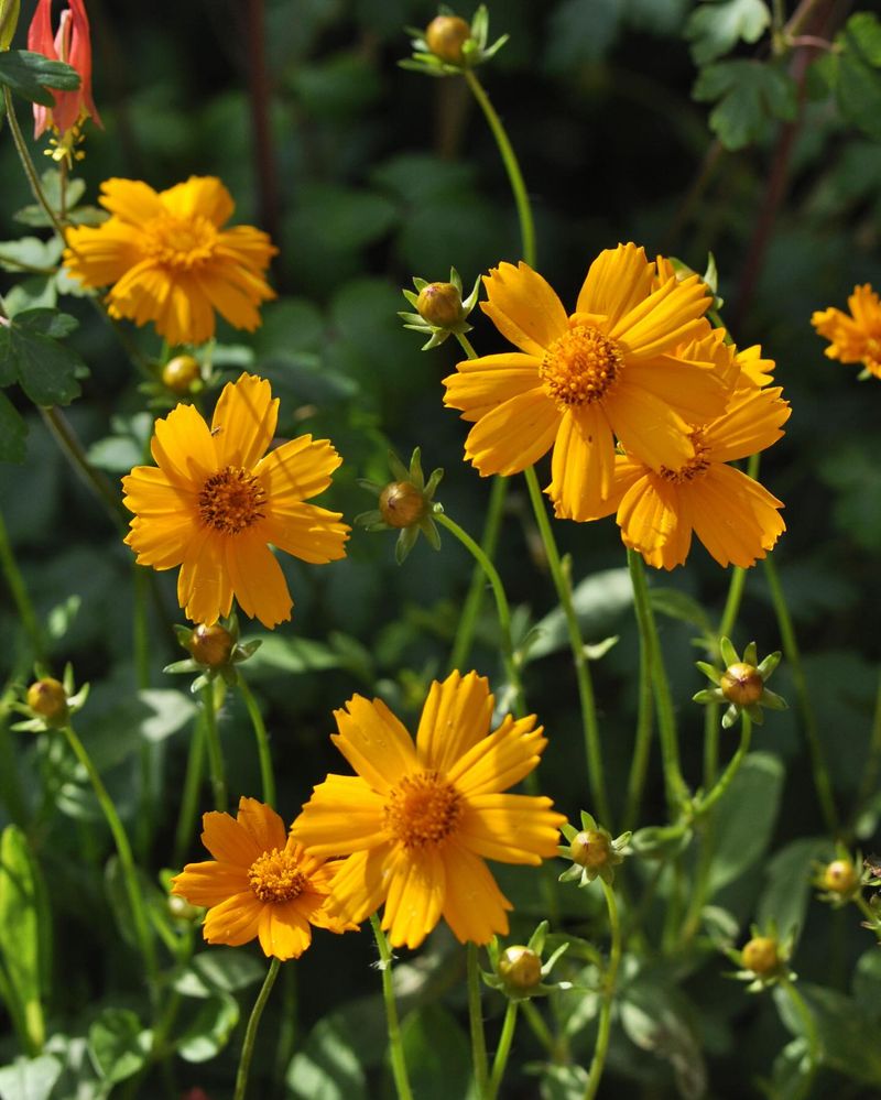 Coreopsis