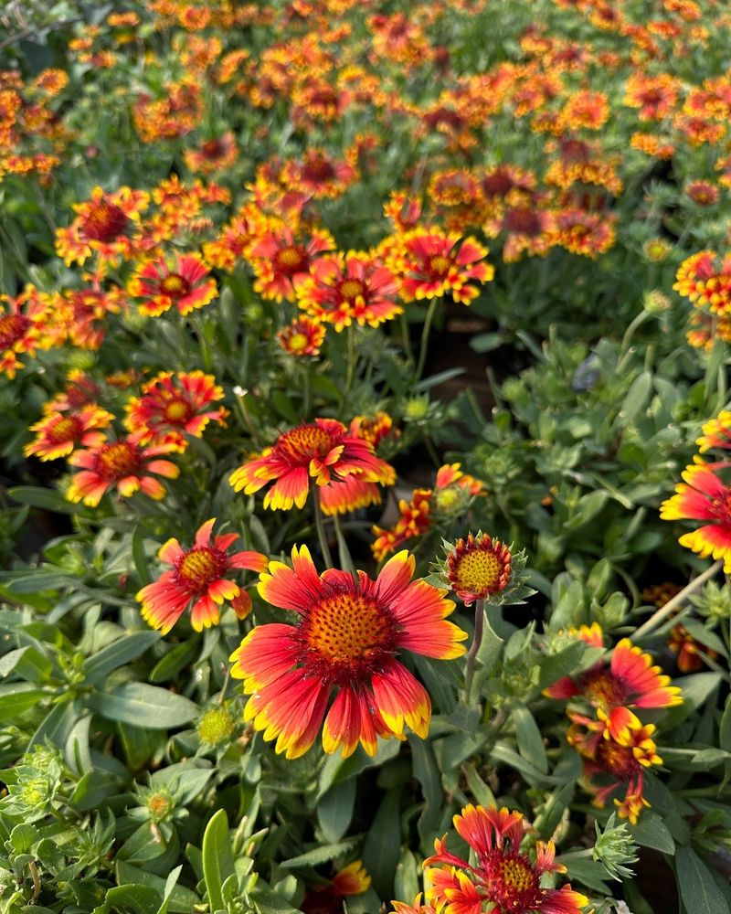 Gaillardia 'Arizona Sun'