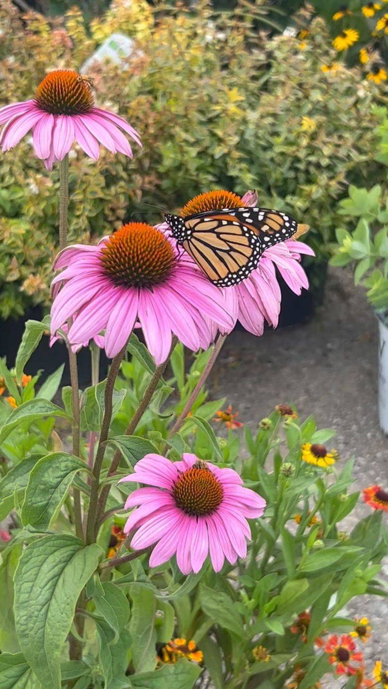 Coneflower (Echinacea)