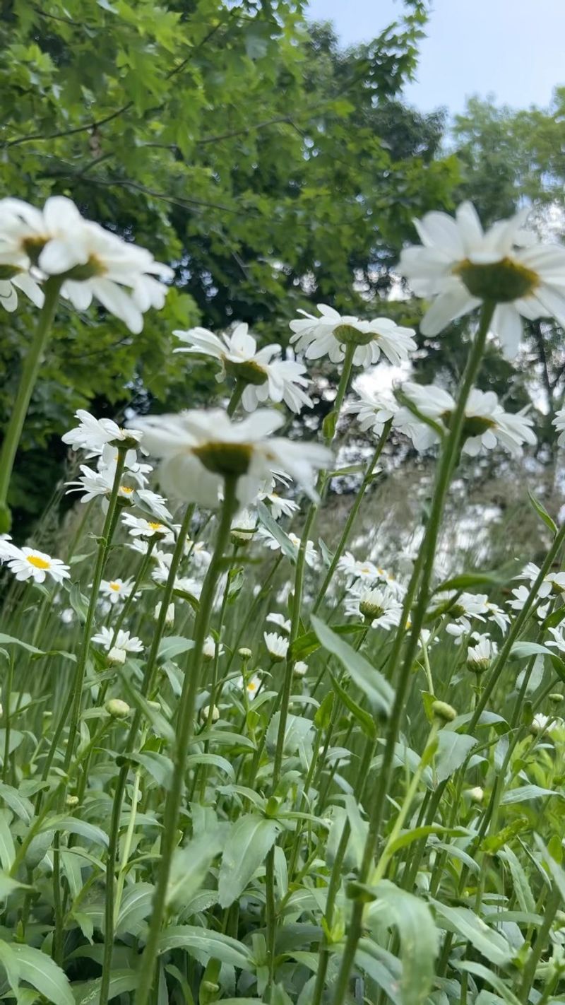 Shasta Daisies' Sunshine Obsession