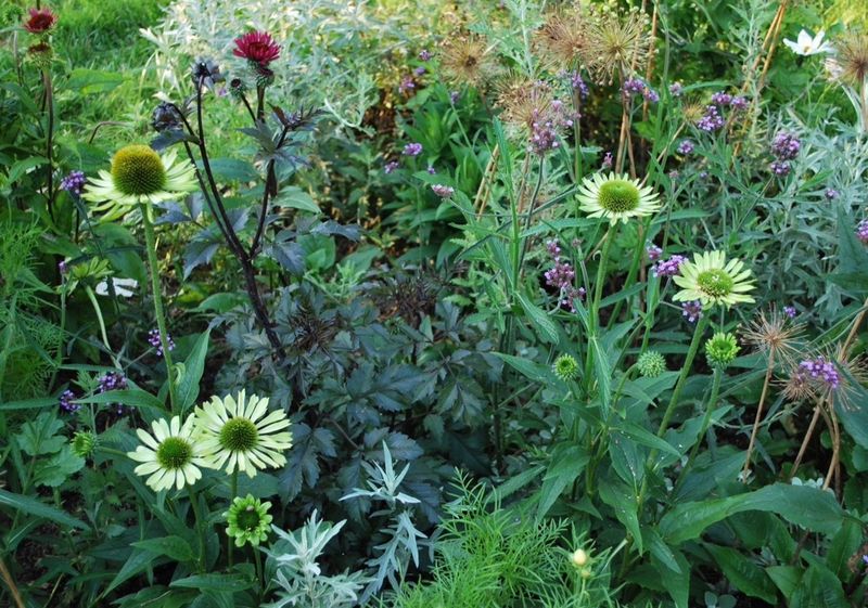 Echinacea 'Green Jewel'