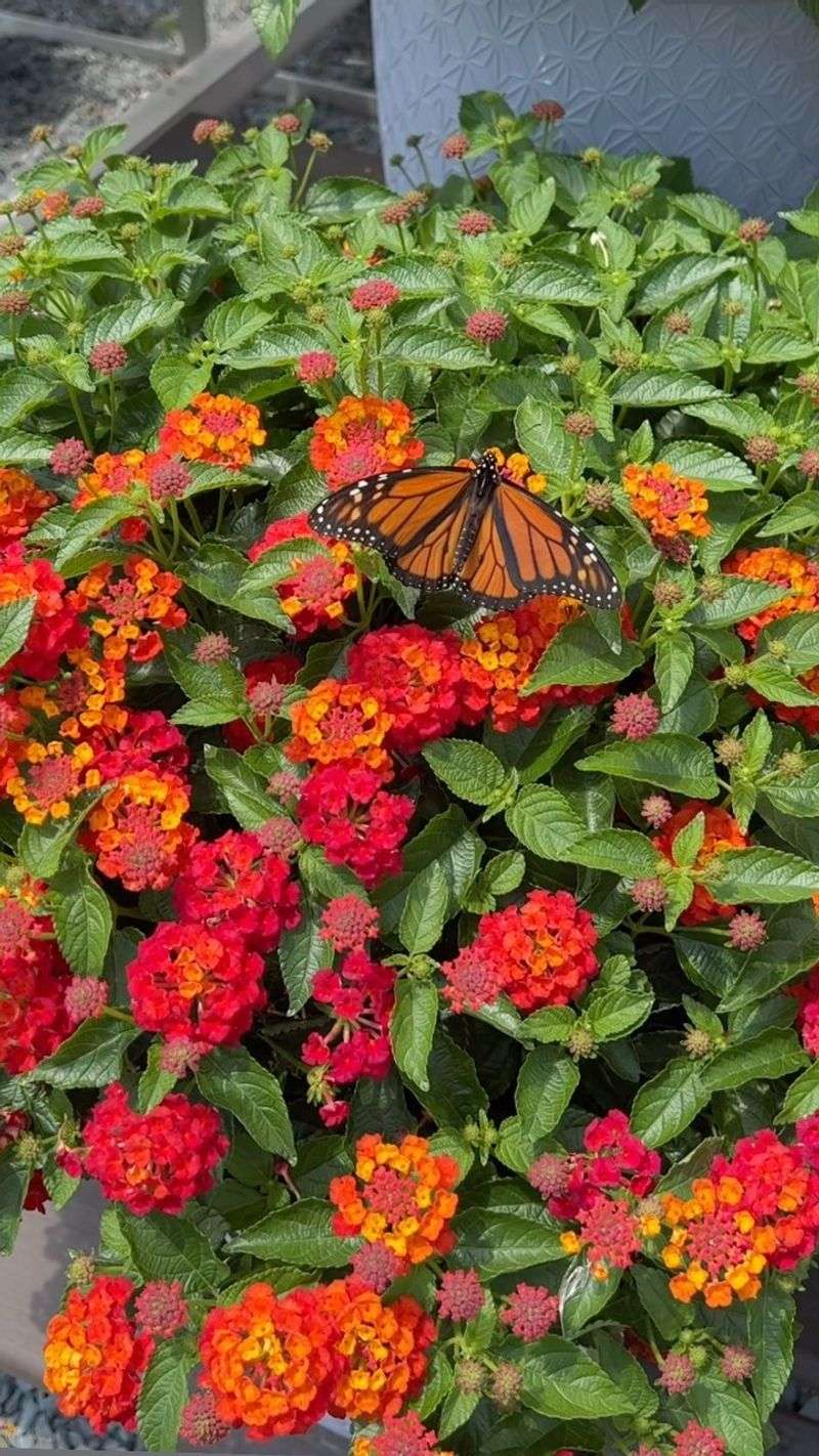 Lantana
