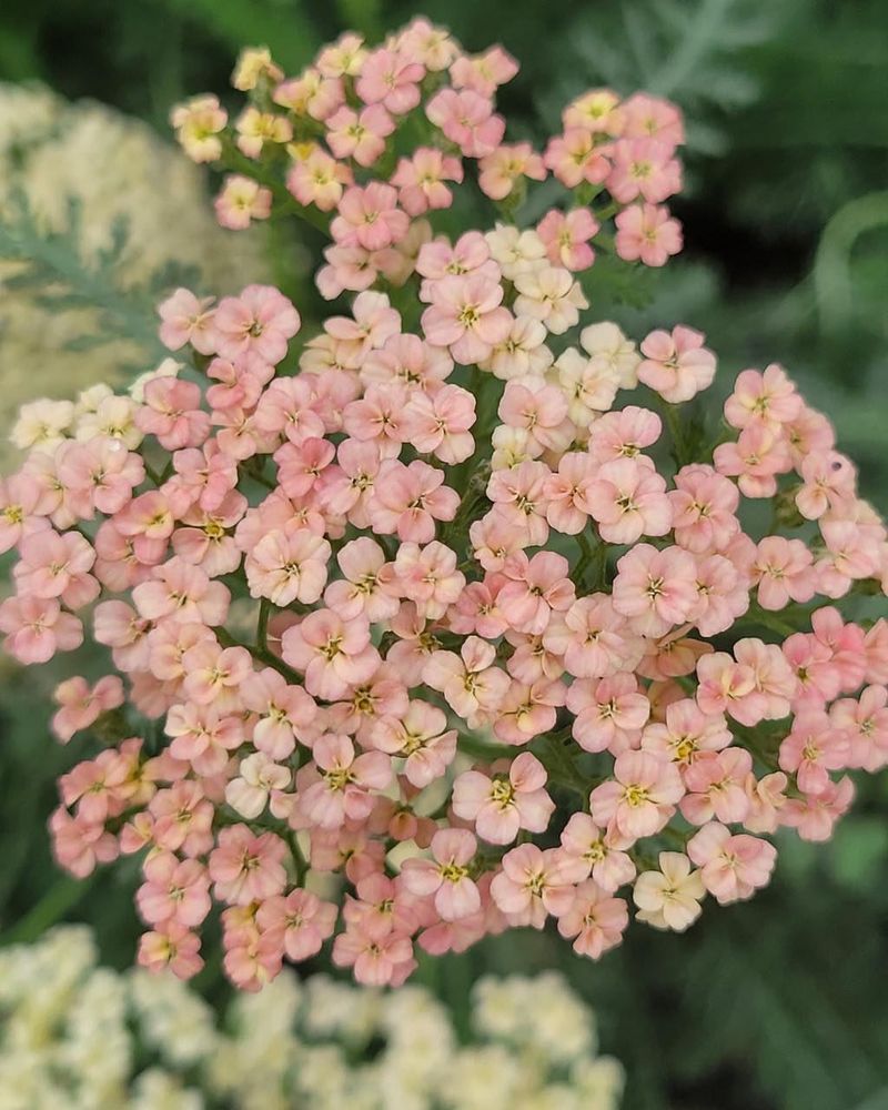Yarrow
