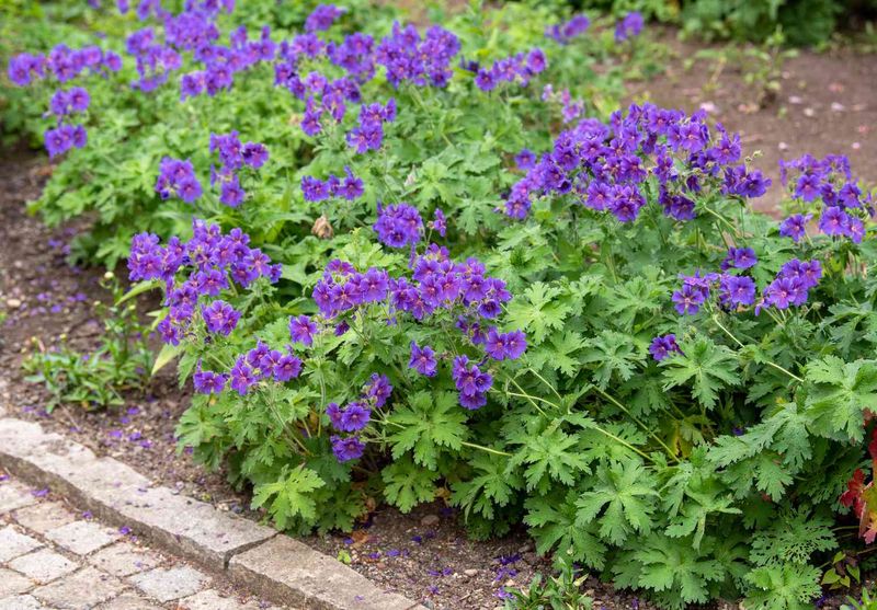 Hardy Geraniums