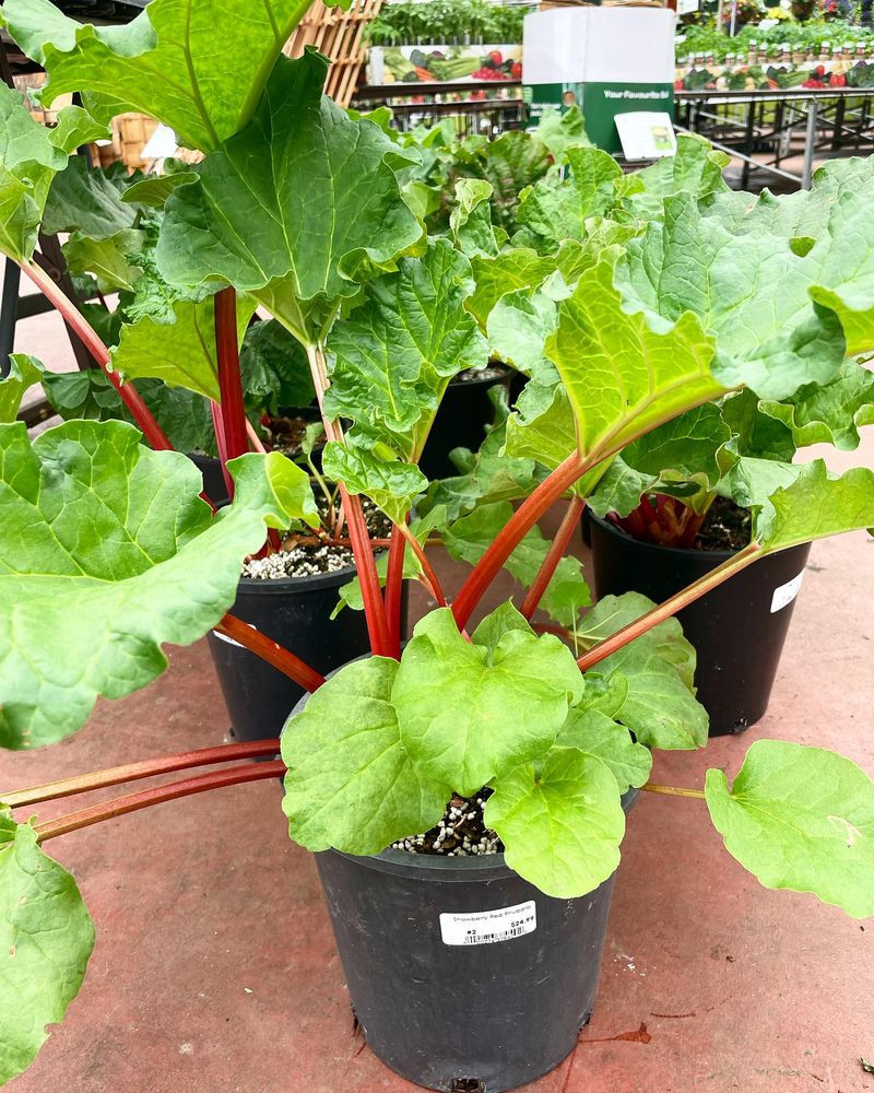 Rhubarb: Basket-Breaking Proportions