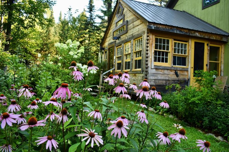Coneflowers