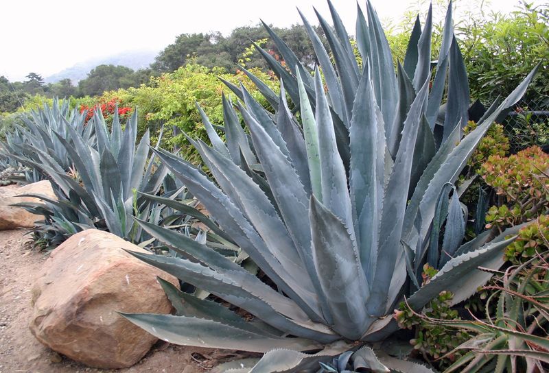 Agave