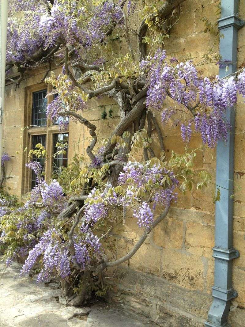 Wisteria Requires Control Measures