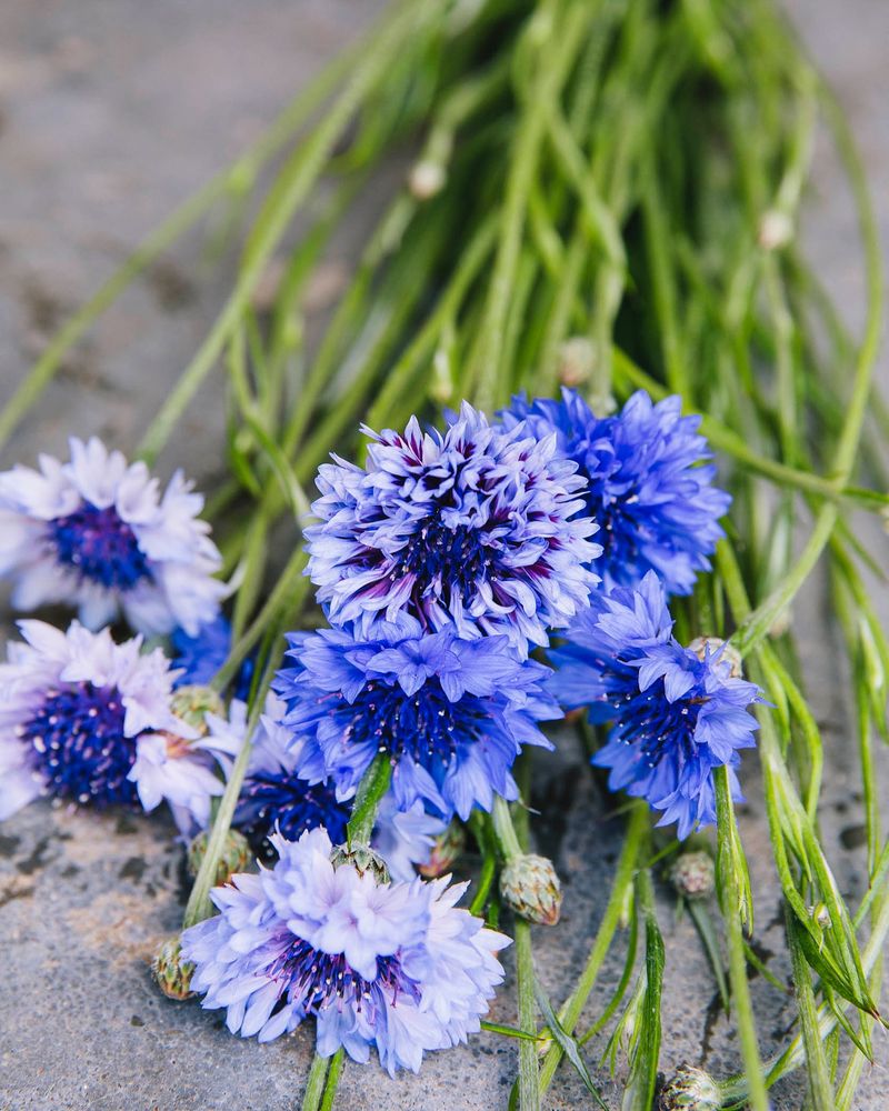Bachelor's Buttons: Sky-Blue Classics